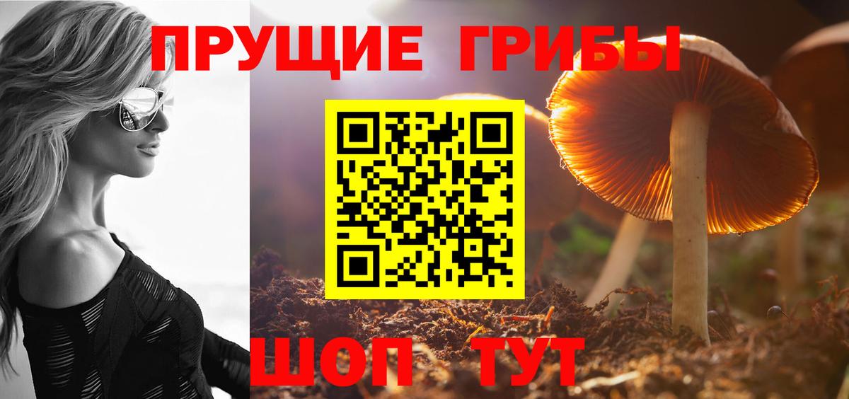 Псилоцибиновые грибы Cubensis Лесной